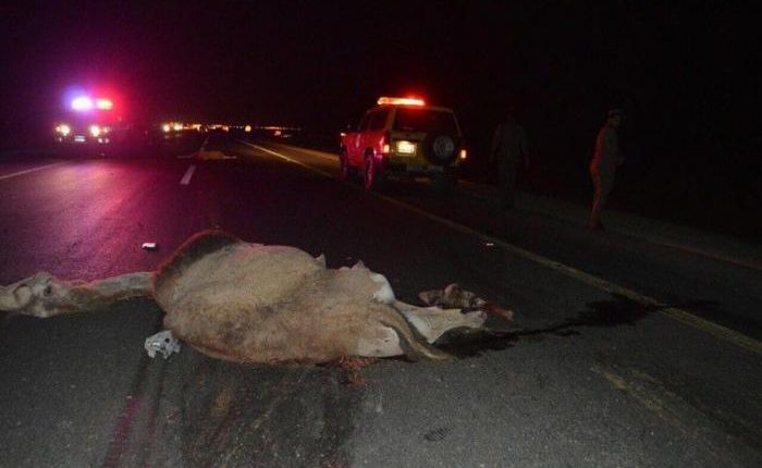 إصابة 6 معتمرين أردنيين بتصادم حافلتهم بجمال سعودية