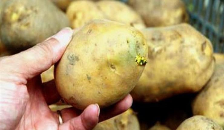 قنديل:   %70 من البطاطا في أسواق إربد غير صالحة