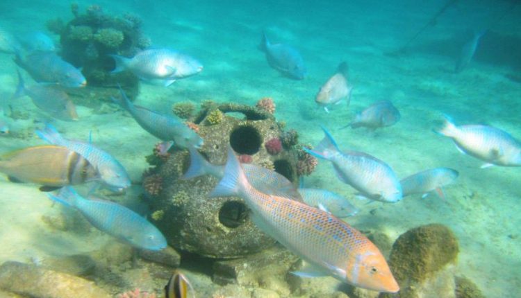واحة آيلة تعيد استزراع شعابا مرجانية للحفاظ على الحياة البحرية