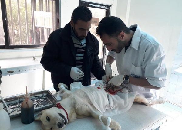 أمانة عمان تستأصل اعضاء الكلاب الضالة التناسلية ” ذكوراً واناثاُ “