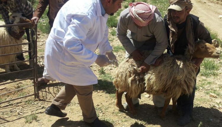 البحوث الزراعية ومجلس محافظة معان ينفذان برنامجاً توعوياً لمربي الثروة الحيوانية