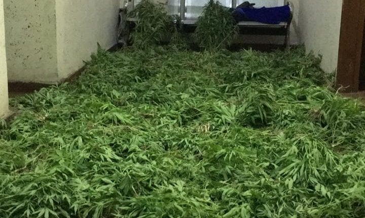 بالصور..القبض على شخص قام بزراعة نبتة الماريجوانا المخدرة بالبلقاء