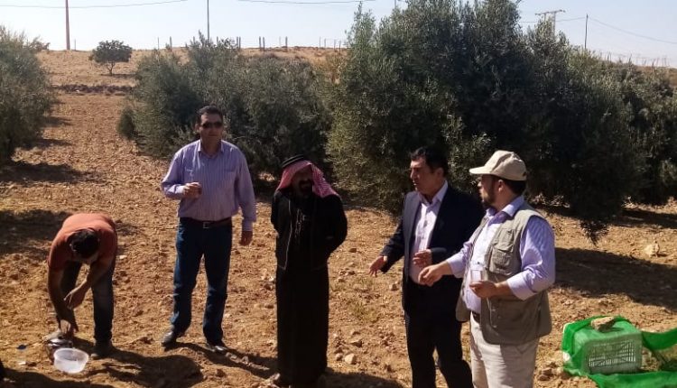‘الوطني البحوث الزراعية’ ينظم ورشة عمل حول إدارة بساتين الزيتون وطرق القطاف