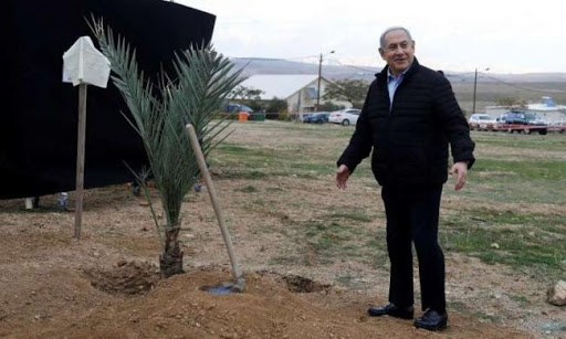 نتنياهو يتحدى الفلسطينيين والعرب ويغرس شجرة في غور الأردن