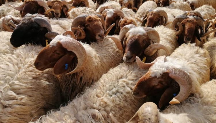 الوطني للبحوث الزراعية ينشر الخارطة الجينية لأغنام العواسي الأردنية