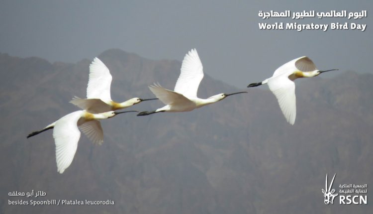 الجمعية الملكية لحماية الطبيعة تشارك العالم الاحتفال باليوم العالمي للطيور المهاجرة