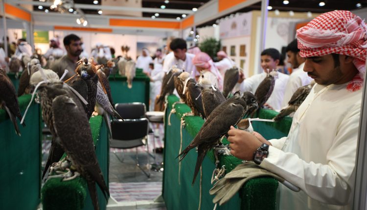 بإشراف خبراء إماراتيين ودوليين وأعضاء في نادي صقاري الإمارات والاتحاد العالمي للصقارة  3 فئات في مُسابقة أجمل الصقور بمعرض أبوظبي الدولي للصيد والفروسية