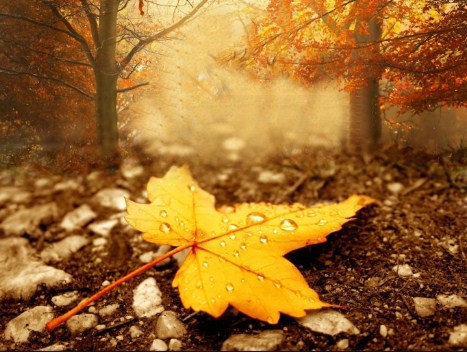 الجمعة يبدأ فصل الخريف فلكيًا ويكون الطقس خريفيا معتدلا بوجه عام