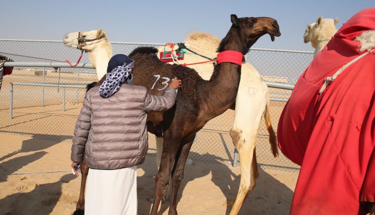 مهرجان الظفرة 16 يبدأ “ترصيص الإبل” في 16 أكتوبر الجاري