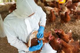 قلق عالمي من تحول إنفلونزا الطيور لـ”وباء بشري”