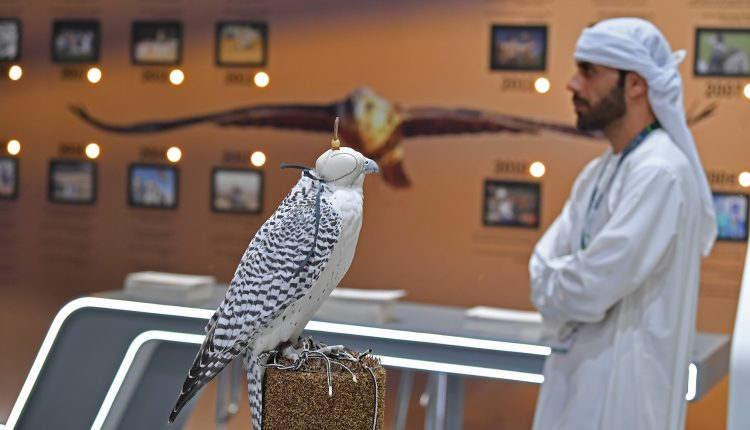 ماجد علي المنصوري جهود أبوظبي في صون الصقارة كتراث إنساني بدأت منذ نحو خمسة عقود