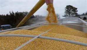 أوكرانيا تعلن حصاد 35.2 مليون طن من الحبوب والبذور الزيتية