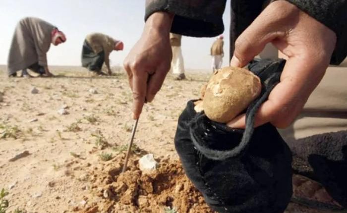 “ضحايا الكمأة” .. مقتل 18 مدنياً خلال جني محصول الكمأة في سوريا