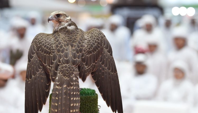 مجلة الصقّار: دور علمي رائد للإمارات في بحوث إكثار الصقور  الشيخ زايد حرص على التحوّل من استخدام الصقور البرية للصقور المكاثرة في الأسر