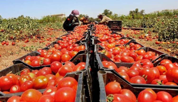 مصدر حكومي أردني : نرفض تصدير الخضار والفواكه إلى إسرائيل