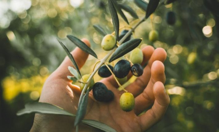 الزراعة تدعو المزارعين لحماية أشجارهم من مرض سل الزيتون