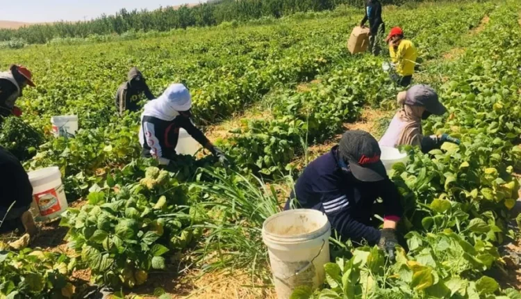 تقرير: حول “مخاطر عمالة الأطفال في القطاع الزراعي في الأردن