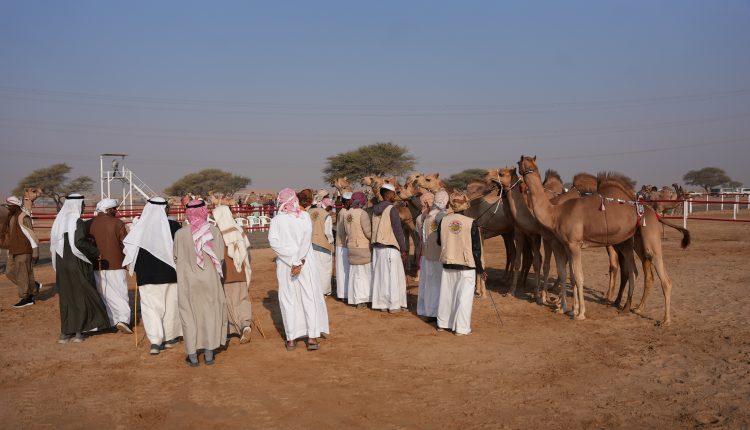 تواصل منافسات مزاينة الإبل ومسابقة المحالب في مهرجان محمد بن زايد لسباقات الهجن