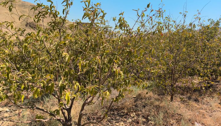 مزارعو الهيدان في مادبا يناشدون الجهات المعنية لإنقاذ ما تبقى من محاصيلهم