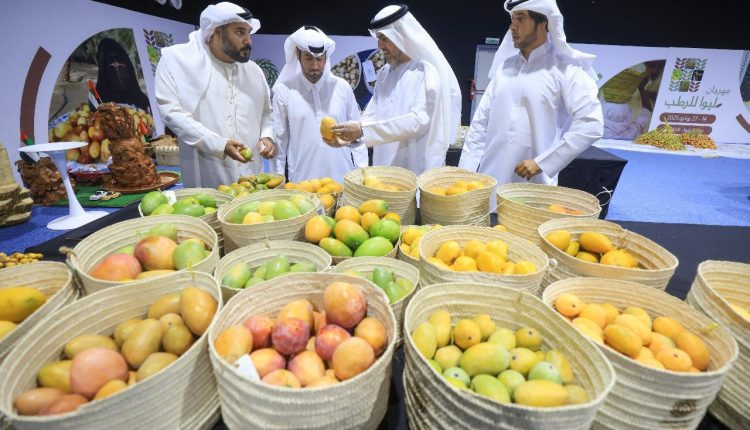 مسابقة المانجو في مهرجان ليوا للرطب تشهد منافسات بين 89 مزرعة