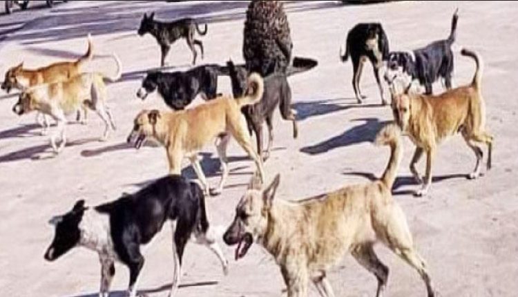 اتفاقية لترقيم الكلاب الضالة وتعقيمها وزرع شرائح إلكترونية لتتبعها