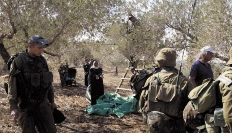 عين على القدس يرصد اعتداءات المتطرفين على الفلسطينيين خلال موسم قطف الزيتون