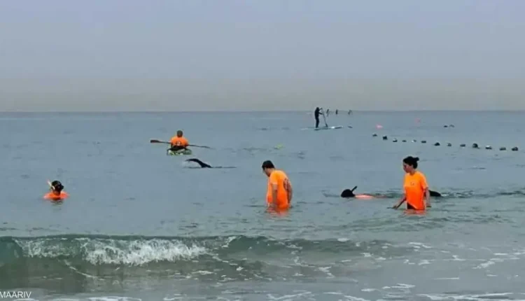 إسرائيل تبحث في البحر عن هاتف المدعية العامة العسكرية