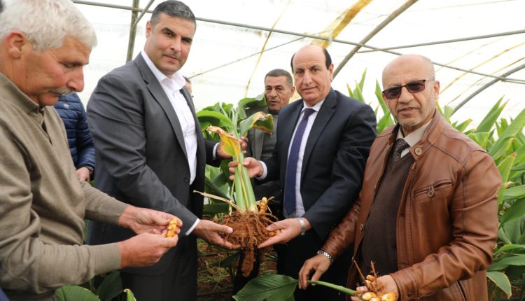 في الأسبوع العالمي للريادة الرواشدة يرعى فعاليات اليوم الحقلي لحصاد الكركم في إربد