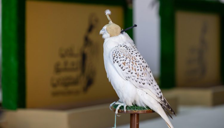 كأس نادي الصقور 2025.. يُمهِّد الطريق لمشاركة الصقارين في مهرجان الملك عبدالعزيز