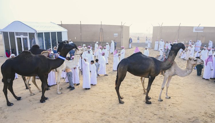 مزاينة رزين”.. من منافسة محلية إلى محطة بارزة لملاك الإبل وعشاق التراث