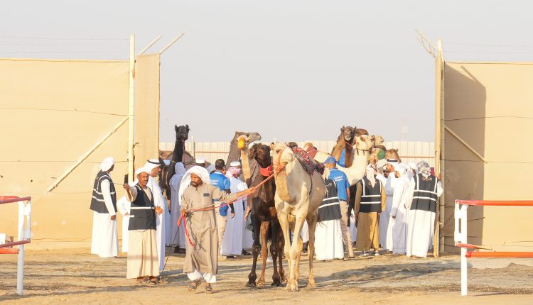انطلاق منافسات مزاينة رزين ثاني محطات مهرجان الظفرة بدورته الـ 19