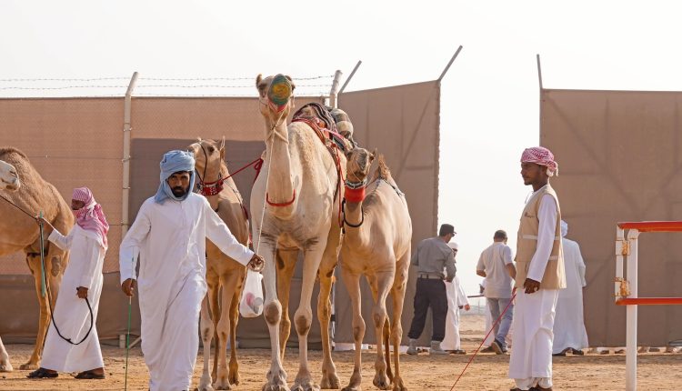 مزاينة رزين” المحطة الثانية لمهرجان الظفرة تنطلق غداً