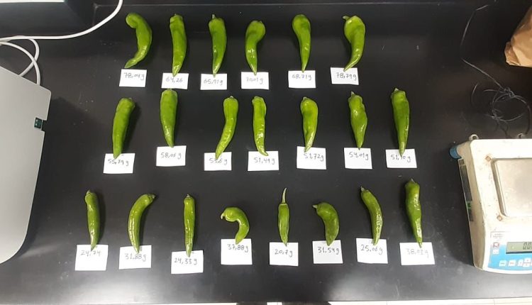 شومان” تدعم مشروعا ابتكاريا للمركز الوطني للبحوث الزراعية