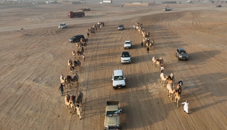 «مزاينة مدينة زايد» المحطة الثالثة في مهرجان الظفرة تنطلق غداً السبت