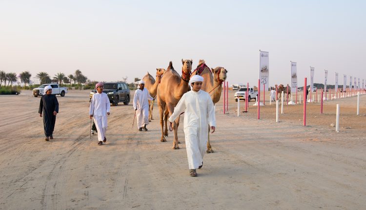 منافسات قوية في مزاينة مدينة زايد بمهرجان الظفرة وتتويج الفائزين