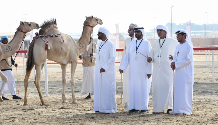 لجان التحكيم في مهرجان الظفرة..تعزز الشفافية والعدالة