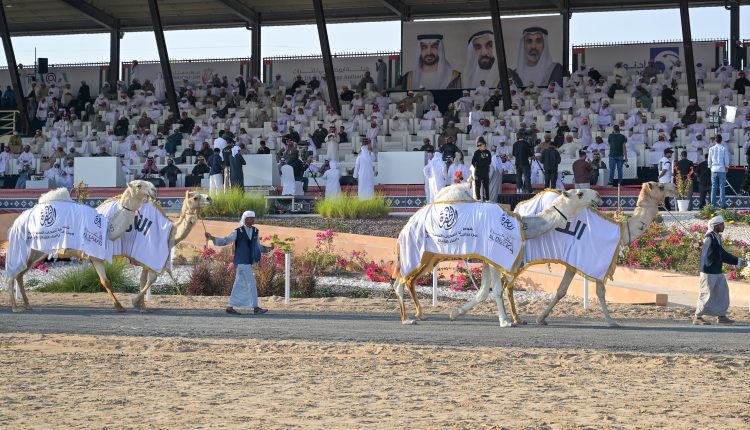استمرار منافسات مزاينة الإبل في المحطة الختامية لمهرجان الظفرة