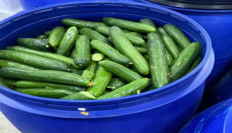 الرقابة الغذائية تُغلق مشغل مخللات غير مرخص في الزرقاء وتضبط 70 طنًا من المنتجات