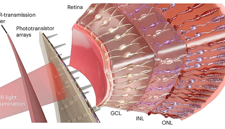 شبكية اصطناعية كورية واعدة تعيد الأمل باستعادة جزئية للبصر وتوسيع القدرات البصرية