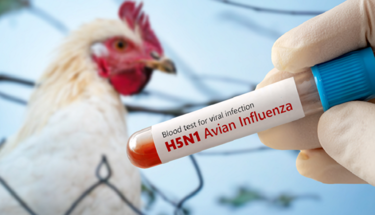 أستراليا تسجل أول إصابة بسلالة “H5N1” الشديدة لإنفلونزا الطيور في جنوب البلاد